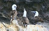 Peruvian Booby